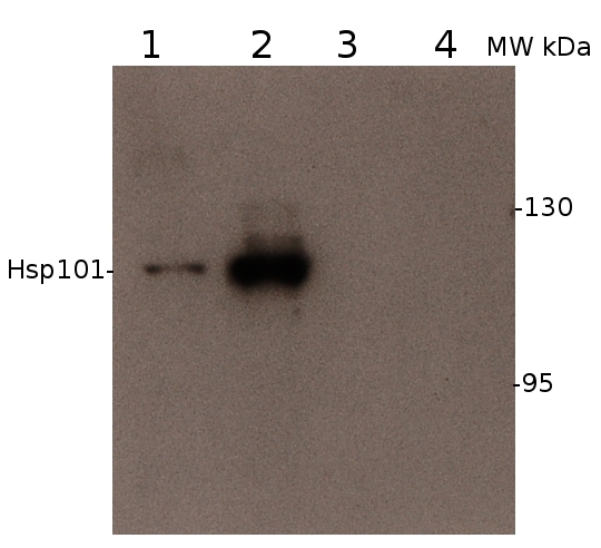 western blot using anti-Hsp101/ClpB antibodies